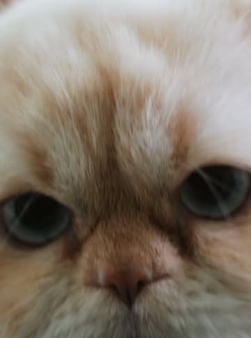 Gato persa de pelagem clara