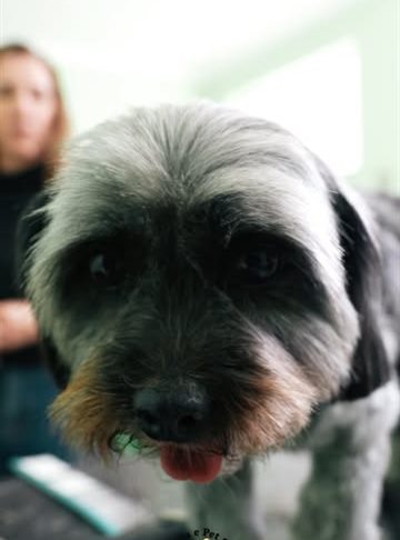 Cachorrinho shih tzu na loja