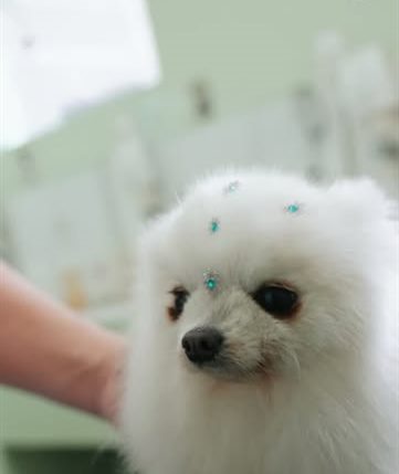 Spitz branco após o banho